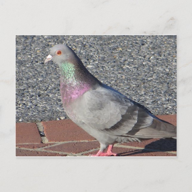 Taube Postkarte (Vorderseite)