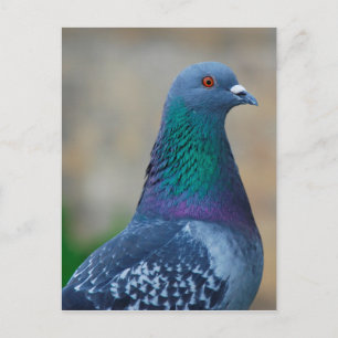 Taube Postkarte