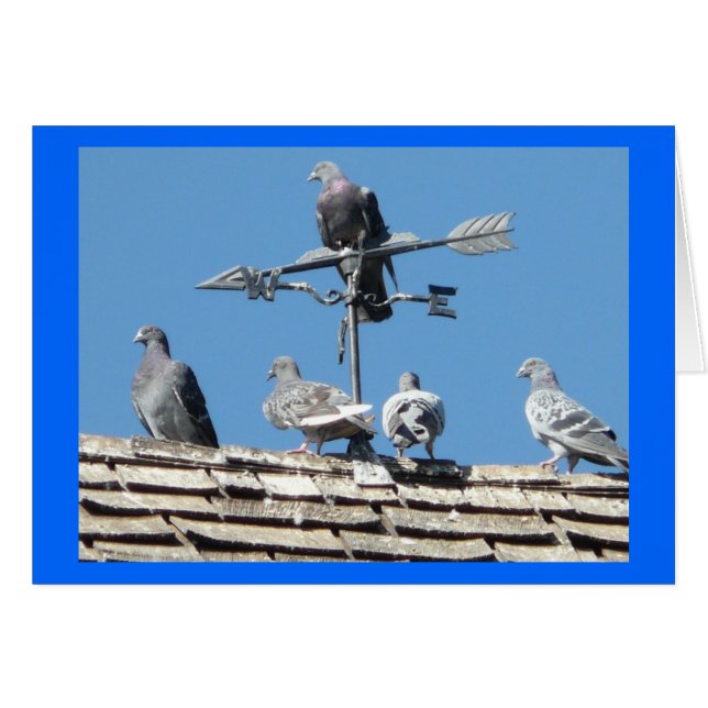 Tauben (Vorderseite (Horizontal))