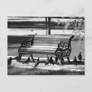 Tauben auf der Empty Park Bench Postkarte
