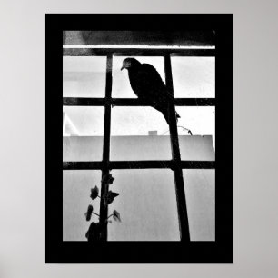 Tauben Gedanken Poster