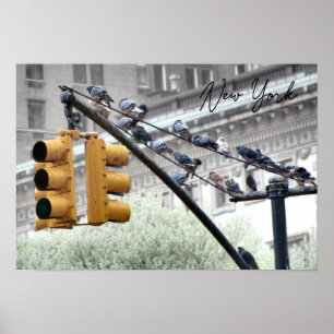 Tauben in New York Poster