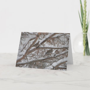 Tauben in schneebedeckter Kiefer Karte