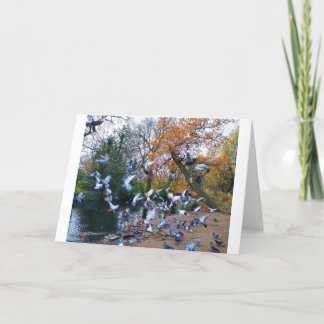 Tauben, Lloyd Park, Walthamstow, London Karte