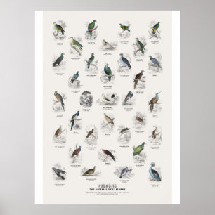 Tauben - Naturalist's Library Poster