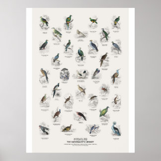 Tauben - Naturalist's Library Poster