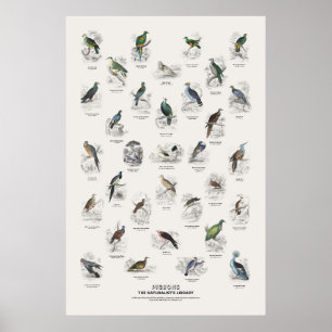Tauben - Naturalist's Library Poster