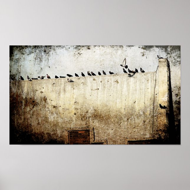 Tauben Poster (Vorne)