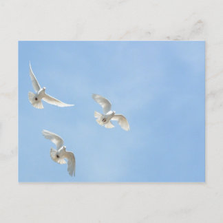 Tauben Postkarte