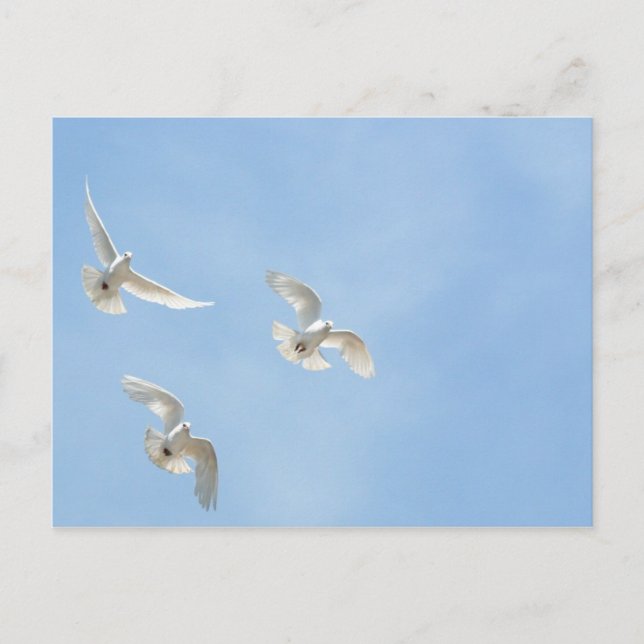 Tauben Postkarte (Vorderseite)