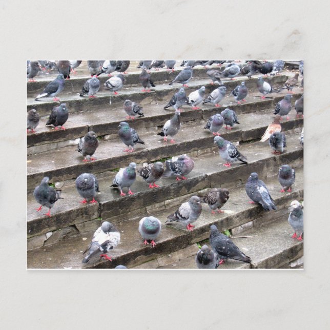 Tauben Postkarte (Vorderseite)