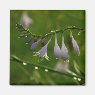 Tauben Tropfen auf einer Hostatblüte Magnet