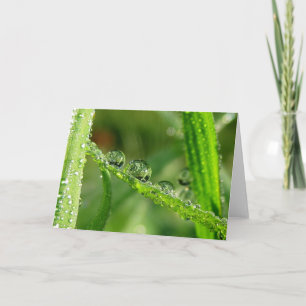 Tauben tropft auf grüne Grasgedichte der Natur Karte