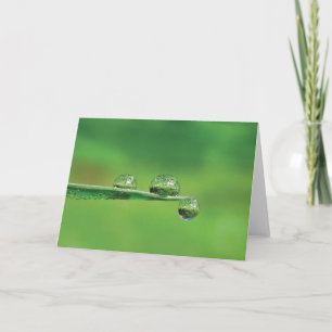 Tauben tropft auf grüne Grasgedichte der Natur Karte