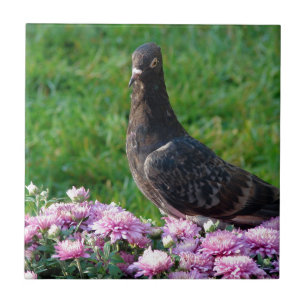 Tauben und Mums Fliese