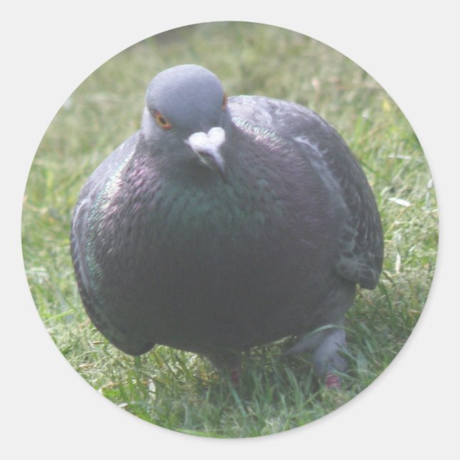 Taubenaufkleber Runder Aufkleber (Vorderseite)