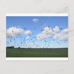 Taubenfestung Postkarte