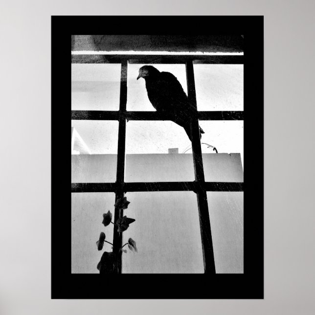 Taubengedanken Poster (Vorne)