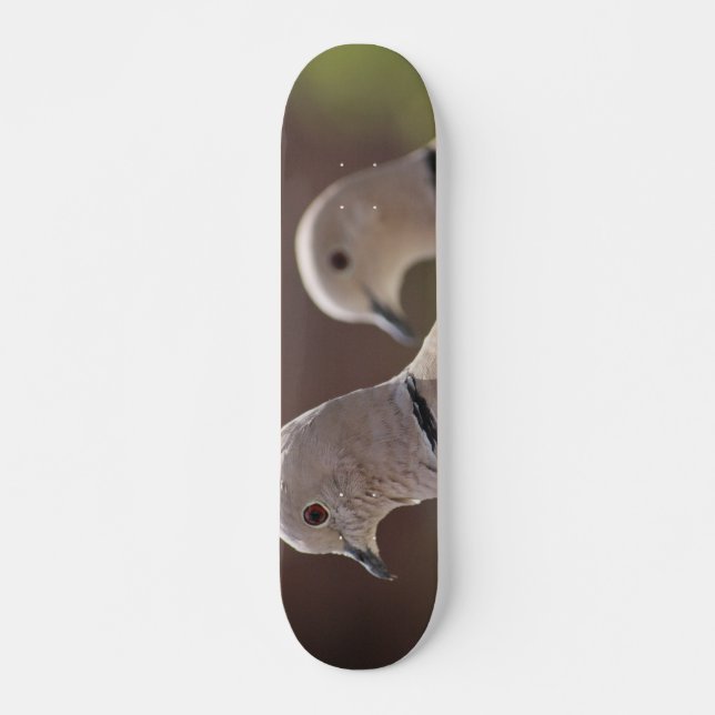 Taubenpaar Skateboard (Vorne)