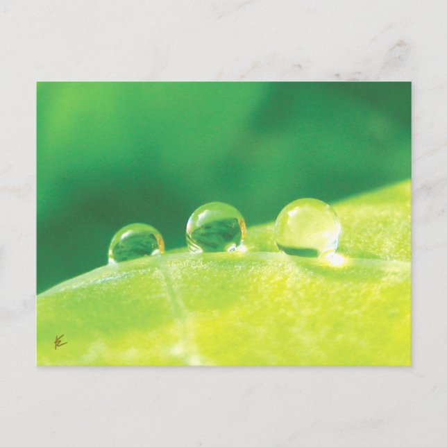Taubentropfen auf grüner Leaf-Geschichte in der Na Postkarte (Vorderseite)