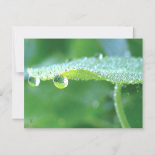 Taubentropfen auf grüner Leaf-Geschichte in der Na Postkarte