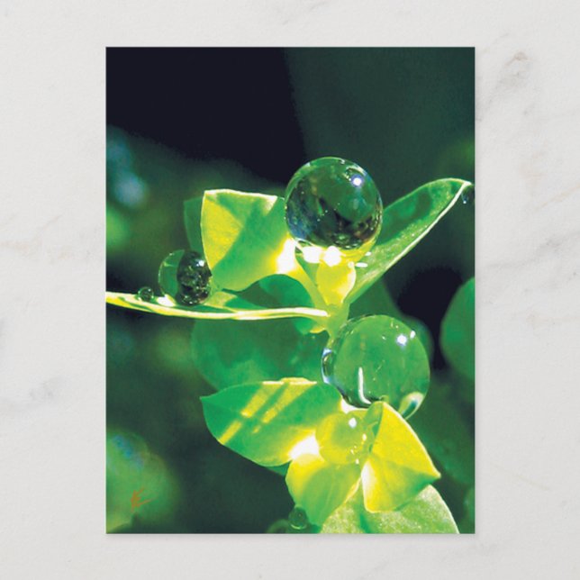 Taubentropfen Naturmeditation Achtsamkeit Postkarte (Vorderseite)