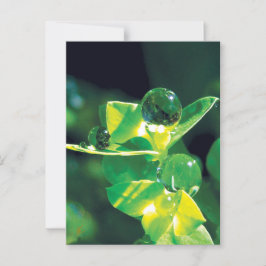 Taubentropfen Naturmeditation Achtsamkeit Postkarte