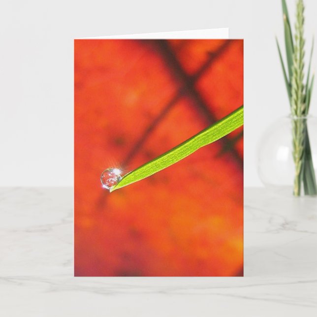 Taubentropfen oder grünes Gras Friedliche Meditati Karte (Vorderseite)