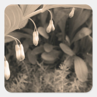 Taubentropfen Quadratischer Aufkleber