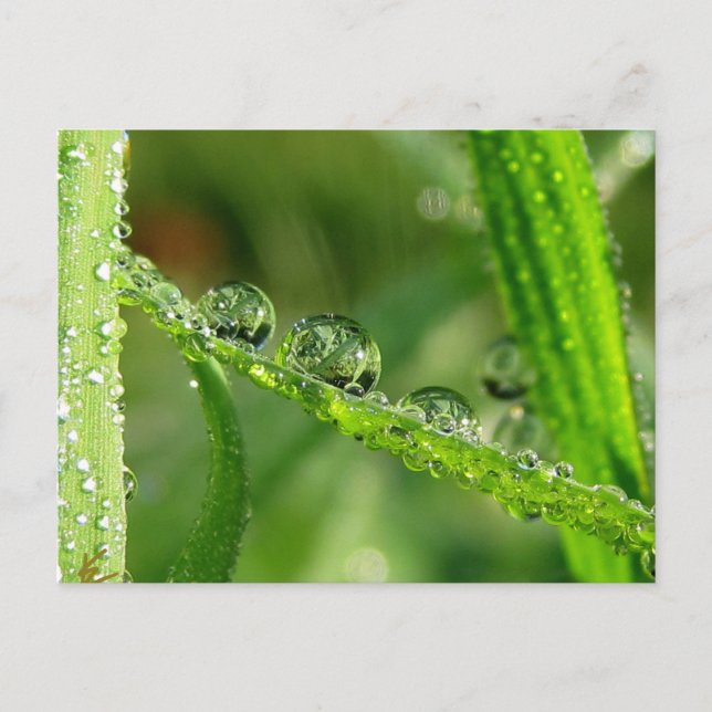 Taubentropfen Wasserrutsche spielerische Natur Postkarte (Vorderseite)