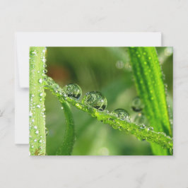 Taubentropfen Wasserrutsche spielerische Natur Postkarte