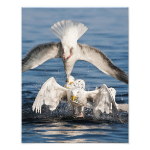 Tauchanfänge Fotodruck