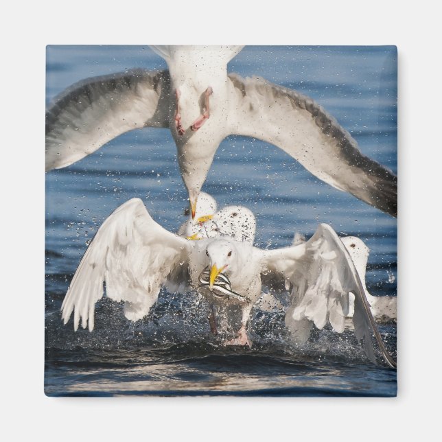 Tauchanfänge Magnet (Vorne)