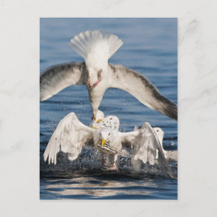 Tauchanfänge Postkarte