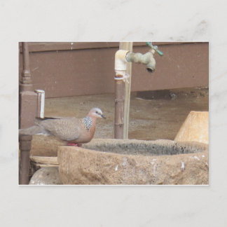 Tauchen an einem Springbrunnen Postkarte