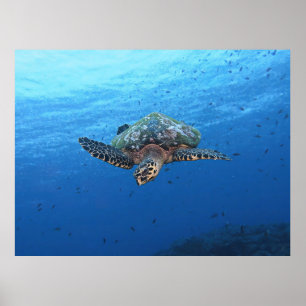 Tauchen Hawksbill Poster