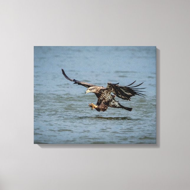 Tauchen mit Bald für einen Fisch Leinwanddruck (Vorderseite)