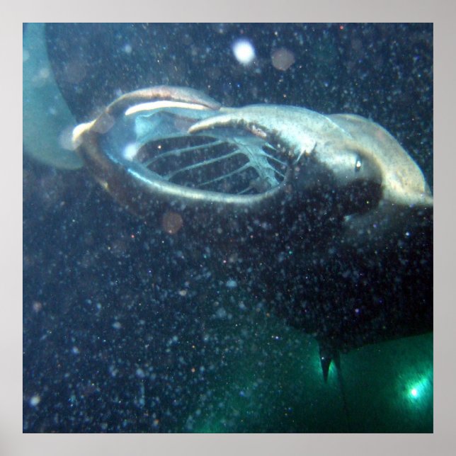 Tauchen mit den Manta Rays - Die große Insel Poster (Vorne)