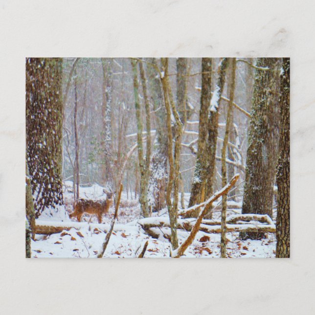 Tauchen Sie ein in den Schnee, Hirsch im Arrowhad- Postkarte (Vorderseite)
