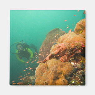 Taucher & Skorpionfisch Scorpanopsis Magnet