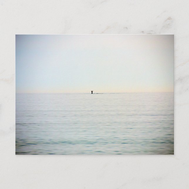 Tauchwal Postkarte (Vorderseite)