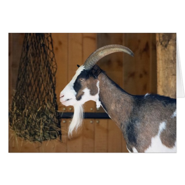 Tauernschecken-Ziege (Vorderseite (Horizontal))