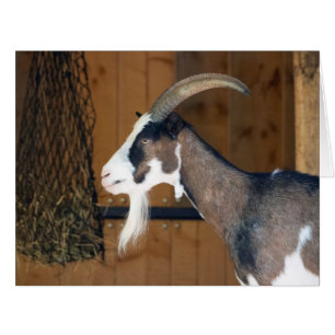 Tauernschecken-Ziege