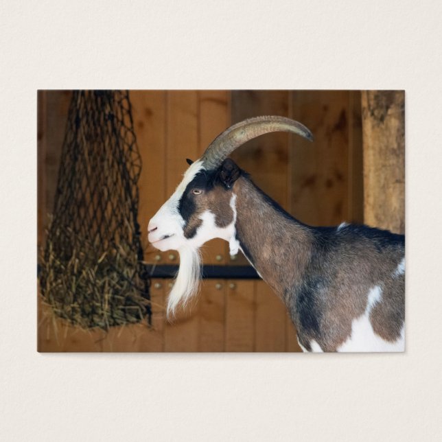 Tauernschecken-Ziege (Vorderseite)