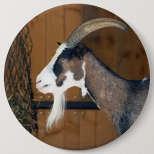 Tauernschecken-Ziege Button