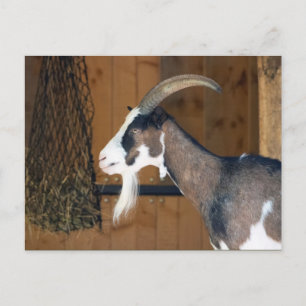 Tauernschecken-Ziege Postkarte