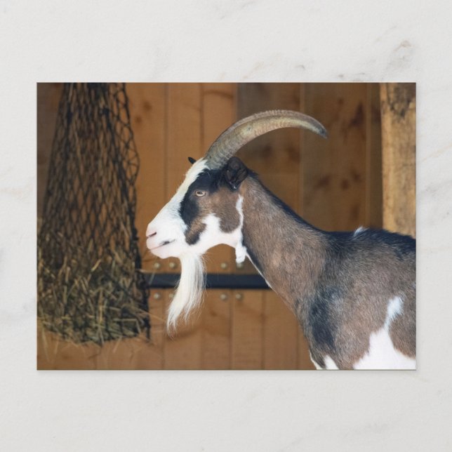 Tauernschecken-Ziege Postkarte (Vorderseite)