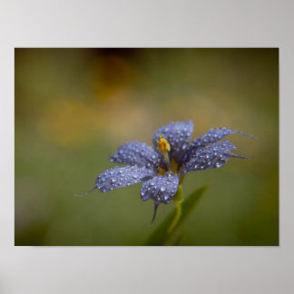 Taufeuchte Blaue Augen Poster