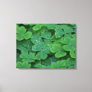 Tauflecken Kleeblatt Makro-Foto-Wandkunst Leinwanddruck