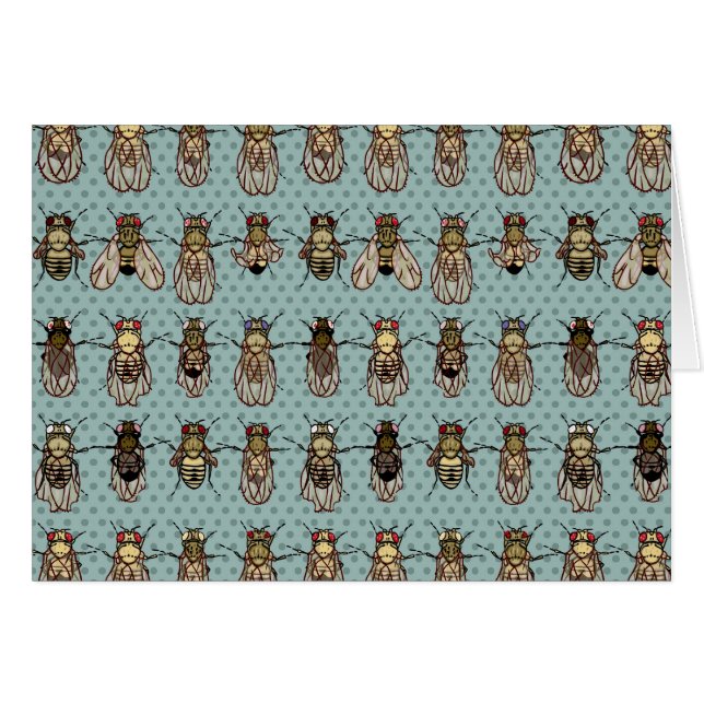 Taufliege-Frucht-Fliegen-Genetik (Vorderseite (Horizontal))